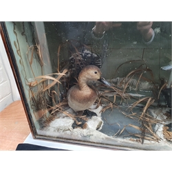 Taxidermy: Victorian cased pair of Pochard (Aythya ferina), in naturalistic winter setting with snow covered ground work and simulated water, detailed with moss and grasses, set against a snowy painted landscape backdrop, encased within an ebonised trapezium shaped single pane display case, H50cm L77.5cm D26cm 