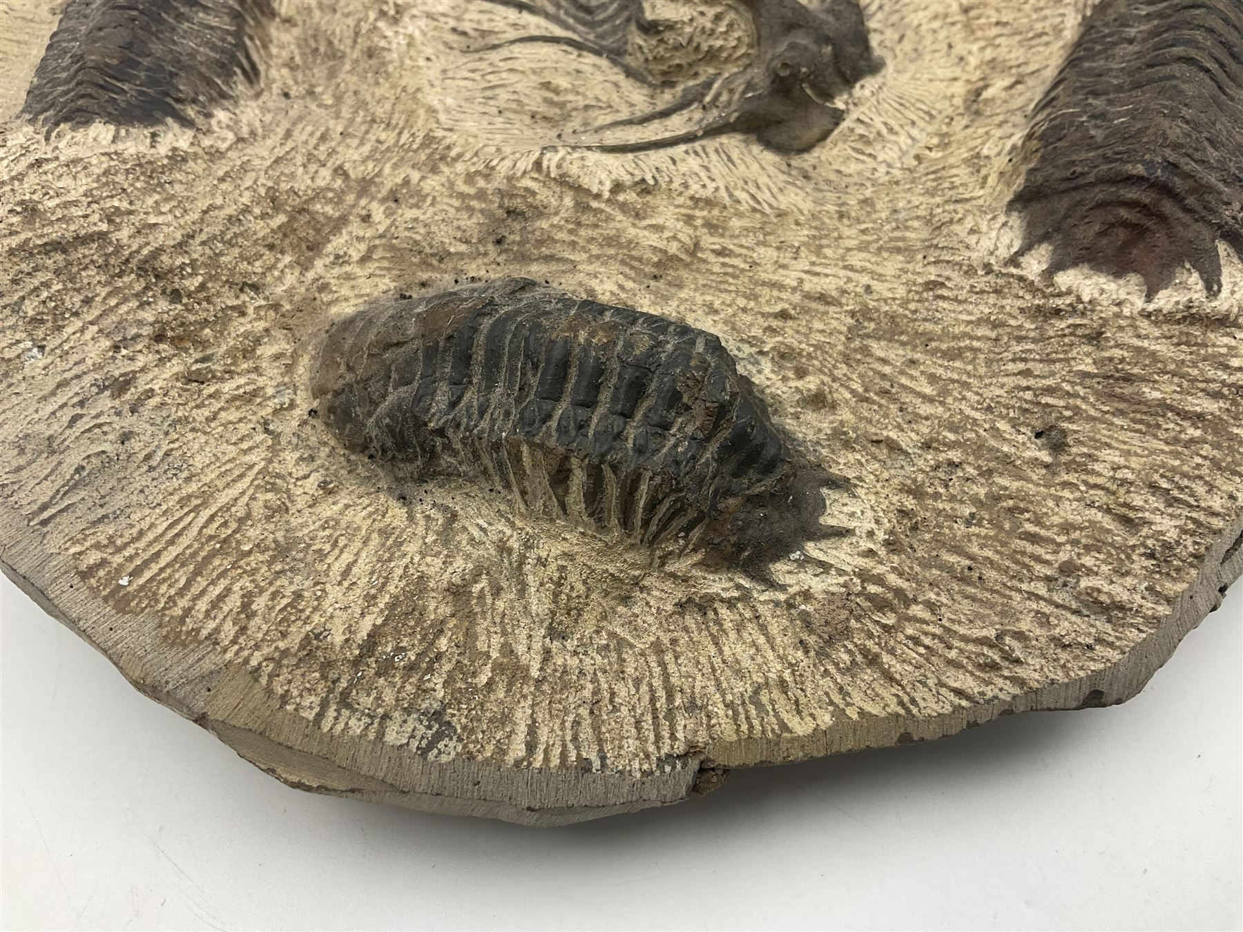Montage group of trilobites in stone matrix, showing four Crotalocephalina gibba and one Dicranurus monstrosus to the centre, age; Devonian period, location; Morocco, D23cm 