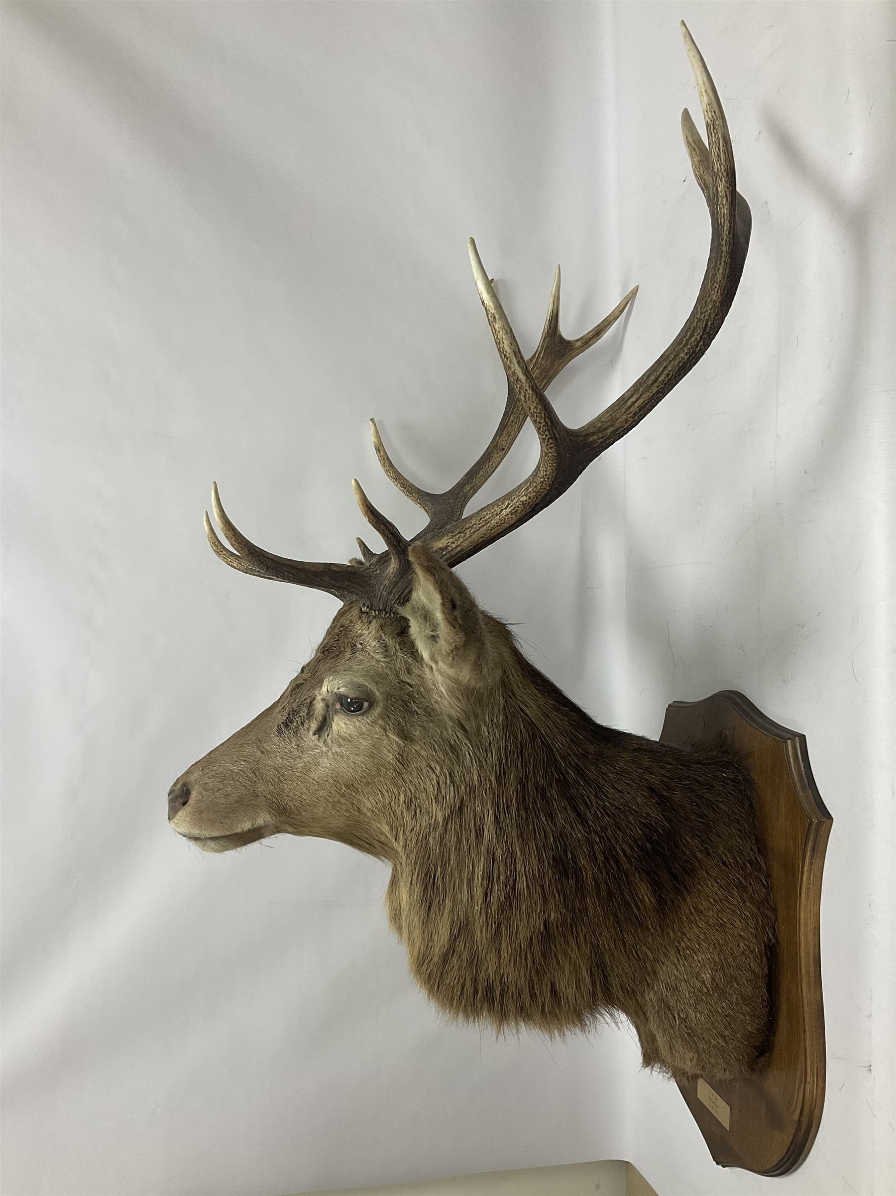Taxidermy: Red Deer (Cervus elaphus), adult male imperial stag shoulder mount looking straight ahead, eleven point antlers, mounted upon a shaped wooden shield, D65cm