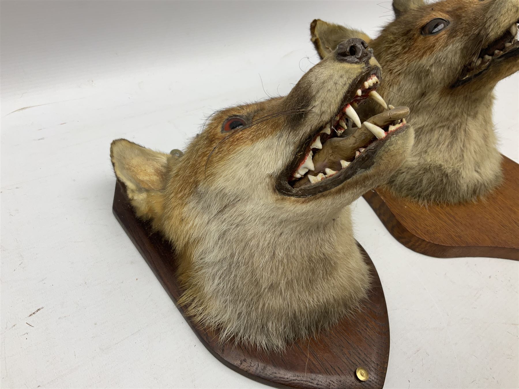 Taxidermy: Two Red fox mask (Vulpes vulpes), one with mouth agape bearing teeth, the other mouth open head turned to the left, both mounted upon wooden shields, largest example H26cm 