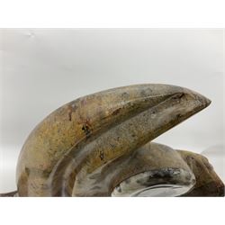 Goniatite sculpture, displaying two Goniatites within a polished and shaped matrix, age; Devonian period, H56cm