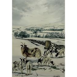 Lesley Fotherby (British 1946-): Jacob Sheep in Winter Dales Landscape, watercolour signed 52cm x 37cm
