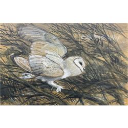 Charles Frederick Tunnicliffe (British 1901-1979): Barn Owl, watercolour gouache charcoal and pencil signed, a preparatory sketch for a larger painting 43cm x 66cm
Provenance: private collection; with Park Lane Galleries, Poynton, Cheshire