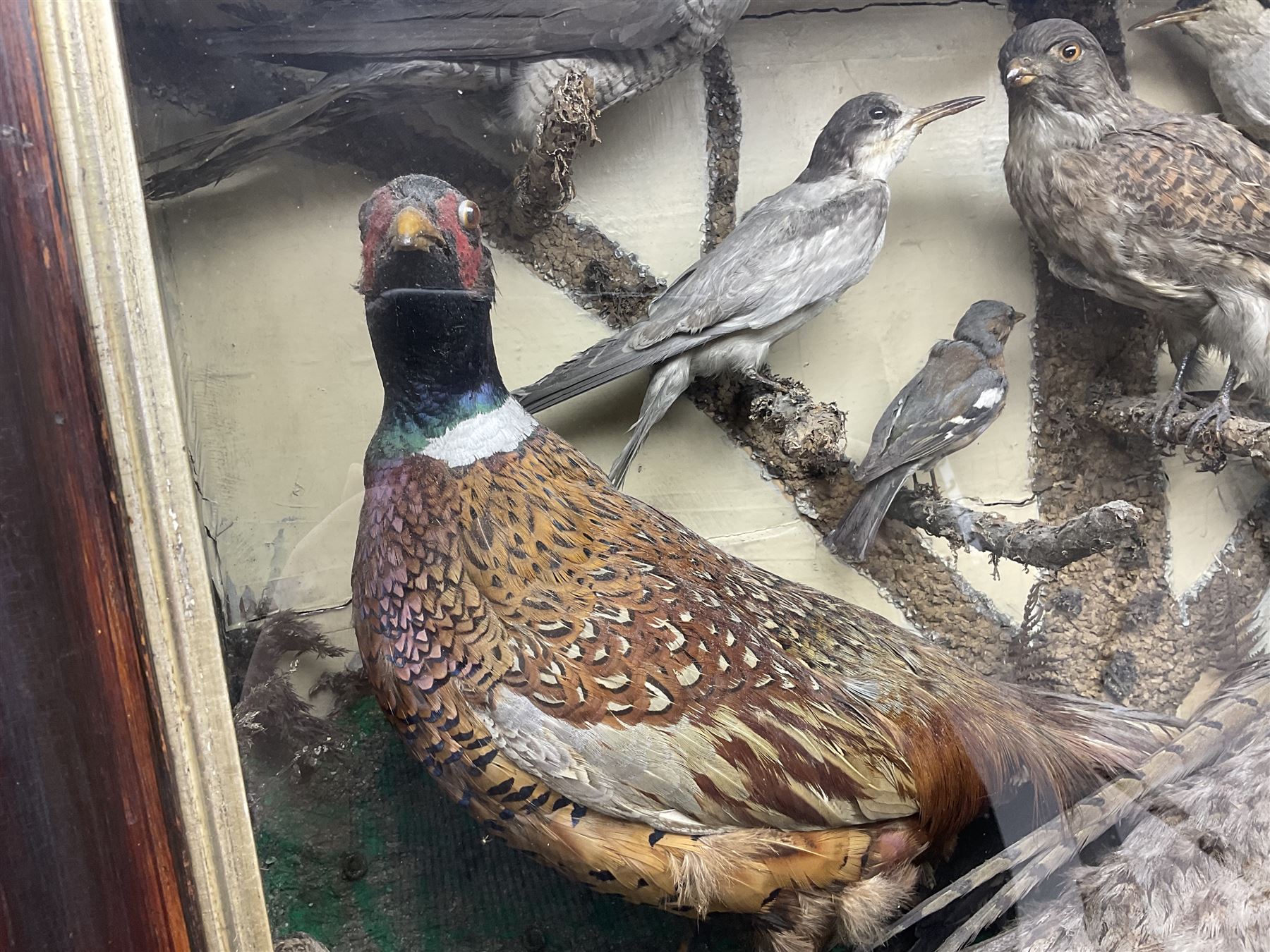 Taxidermy; cased bird diorama, to include Red-neck Pheasants (Phasianus colchicus) adult mounts hen and cock, Common Kestrel (Falco tinnunculus), Common Blackbird (Turdus merula), Starling (Sturnus vulgaris) and others,  in a naturalistic setting, encased within a single pane display case, H66cm, L97cm