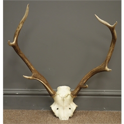  Pair seven point stag antlers and half skull, H62cm   