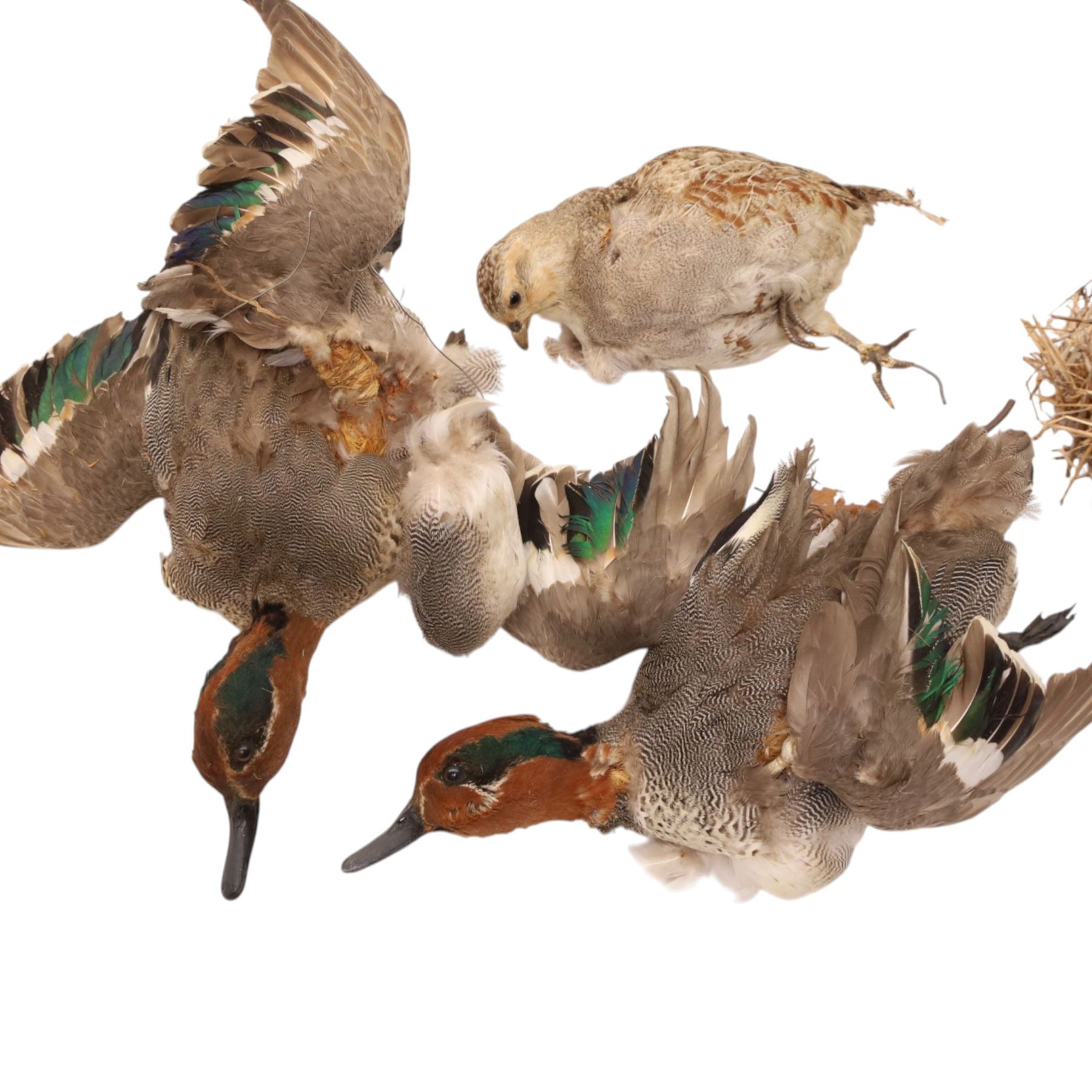 Taxidermy - Mallards, partridge with chicks and one other, all in need of repair 