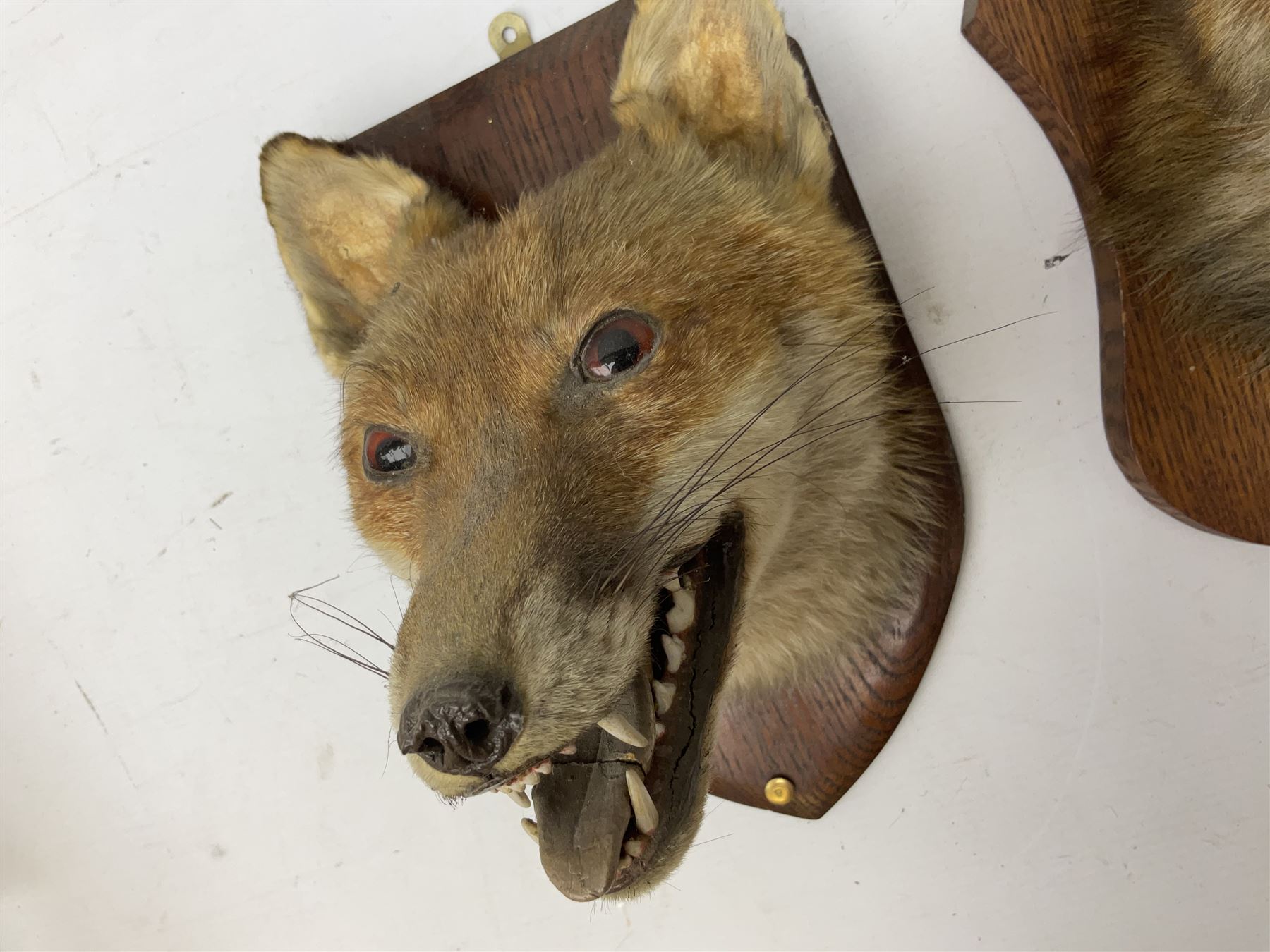 Taxidermy: Two Red fox mask (Vulpes vulpes), one with mouth agape bearing teeth, the other mouth open head turned to the left, both mounted upon wooden shields, largest example H26cm 