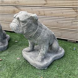 Pair of cast stone garden bulldogs, H40, D25, W45 - THIS LOT IS TO BE COLLECTED BY APPOINTMENT FROM DUGGLEBY STORAGE, GREAT HILL, EASTFIELD, SCARBOROUGH, YO11 3TX