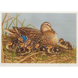 Robert E Fuller (British 1972-): Study of a Duck and Ducklings, limited edition colour print signed and numbered 46/850 in pencil 24cm x 33cm 