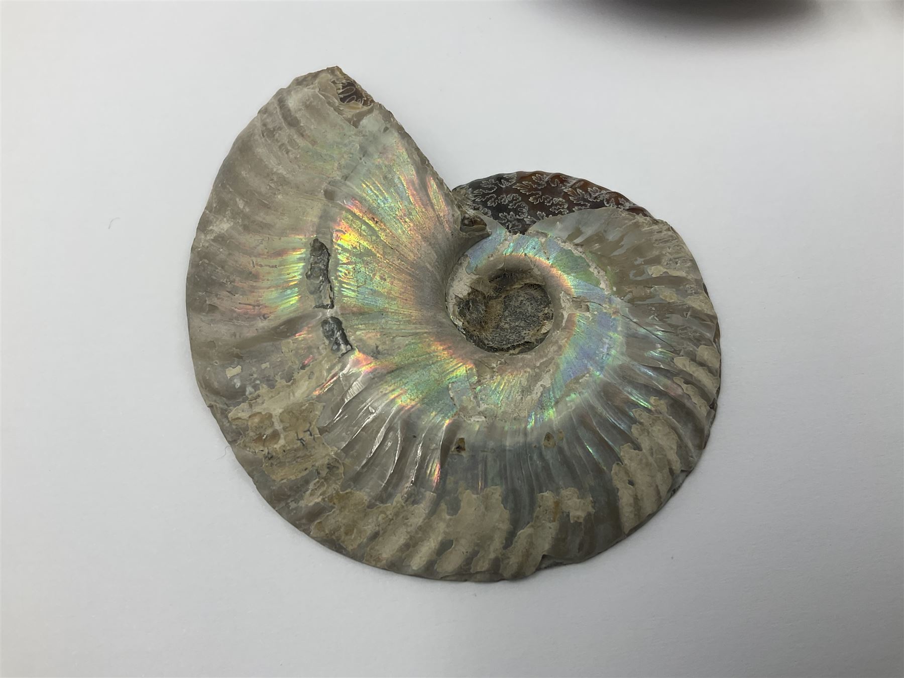 Two pairs of sliced ammonite fossils with polished finish, age: Cretaceous period, location: Madagascar, largest D7cm