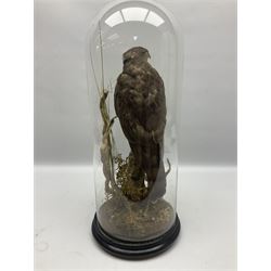 Taxidermy; Victorian European Sparrowhawk (Accipiter nisus), a full mount adult with pray,  perched upon a tree stump amidst a naturalistic setting, encased within a glass dome with an ebonised base, H55cm