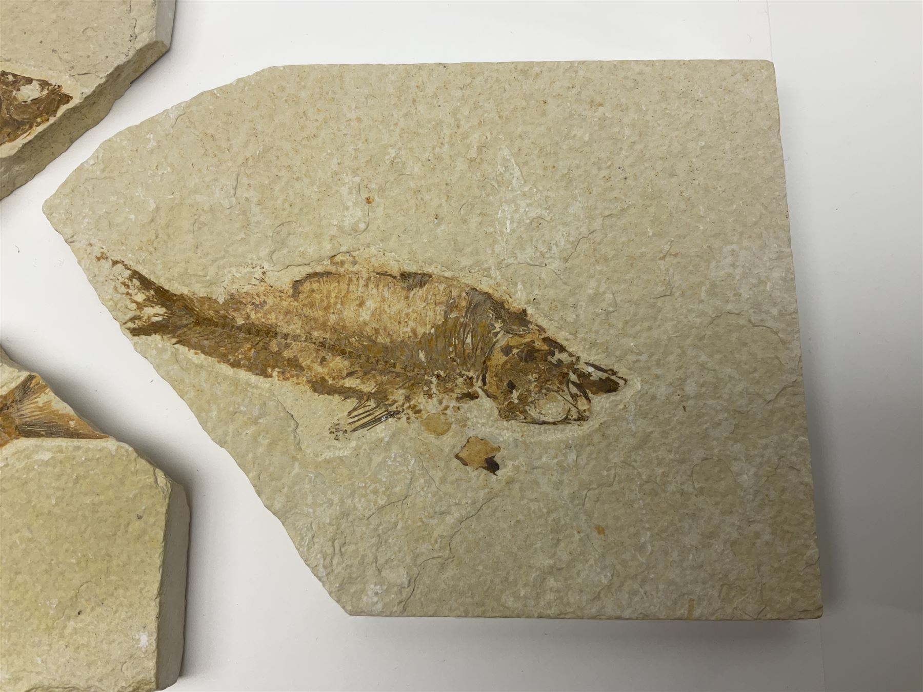 Three fossilised fish (Knightia alta) each in an individual matrix; age; Eocene period, location; Green River Formation, Wyoming, USA, largest matrix H13cm, L18cm