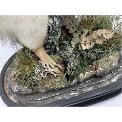 Taxidermy: Victorian cased Red Squirrel (Sciurus vulgaris), full mount holding a hazelnut, upon naturalistic ground, enclosed beneath a period oval glass dome with ebonised base, raised upon four bun feet H44cm D15cm W24cm