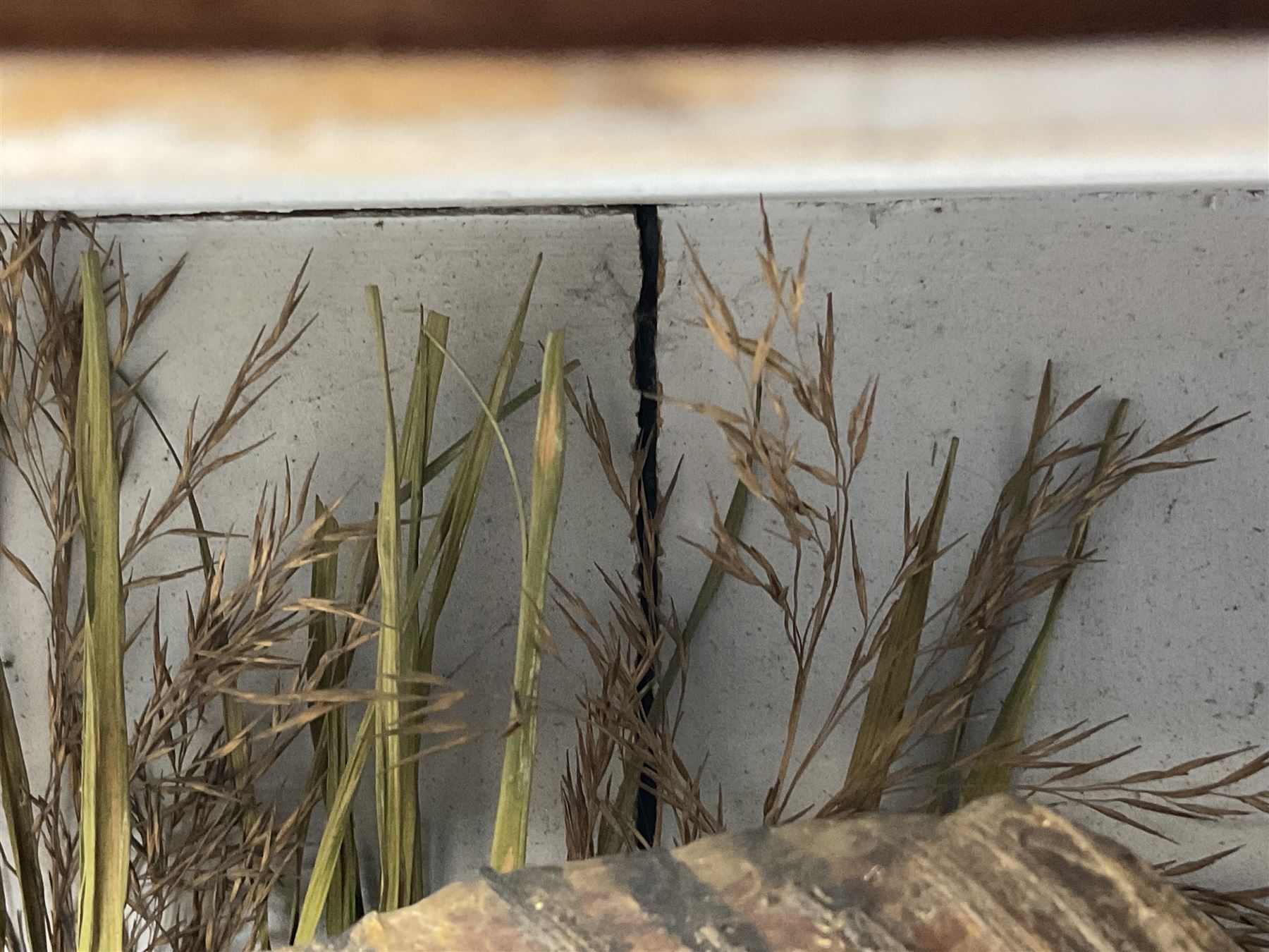 Taxidermy: Grayling (Thymallus thymallus), preserved by John Cooper & Sons, 28 Radnor Street, St Luke's, London, skin mount set above a pebbled river bed with reeds and grasses, set against blue painted back drop, with inscription 'Grayling caught by Rev R.S. Ricketts at Kirkham Bridge Sept 14th 1895, artificial fly - single hair' L57cm H29cm 