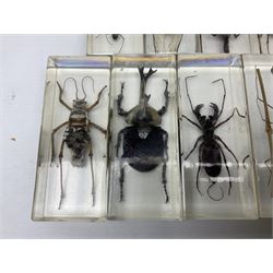 Entomology; collection of thirty nine insect specimens, each in an acrylic block, to include rhinoceros beetle, Ischiopsopha beetle, Praying mantis, scorpions etc 