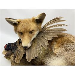 Taxidermy: Red Fox (Vulpes vulpes) with cock pheasant (Phasianus colchicus), open display upon tree mount detailed with moss, mount L64cm  