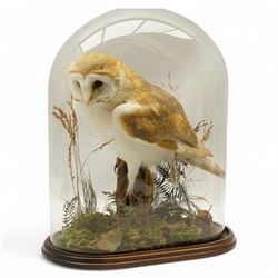 Taxidermy: Victorian Barn Owl (Tyto Alba), full male adult mount upon a tree stump in a naturalistic setting, enclosed within a later glass dome H42cm 