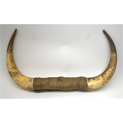 Pair of Scrimshaw decorated Cow Horns, engraved with figures and flowers, L76cm 