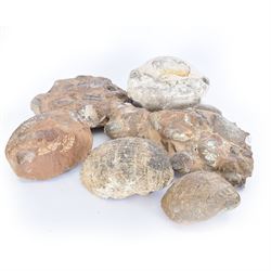 Six shell fossils, including devils toen