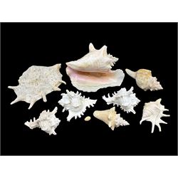 Conchology: selection of conch shells, to include horned examples, largest H17cm, L24cm