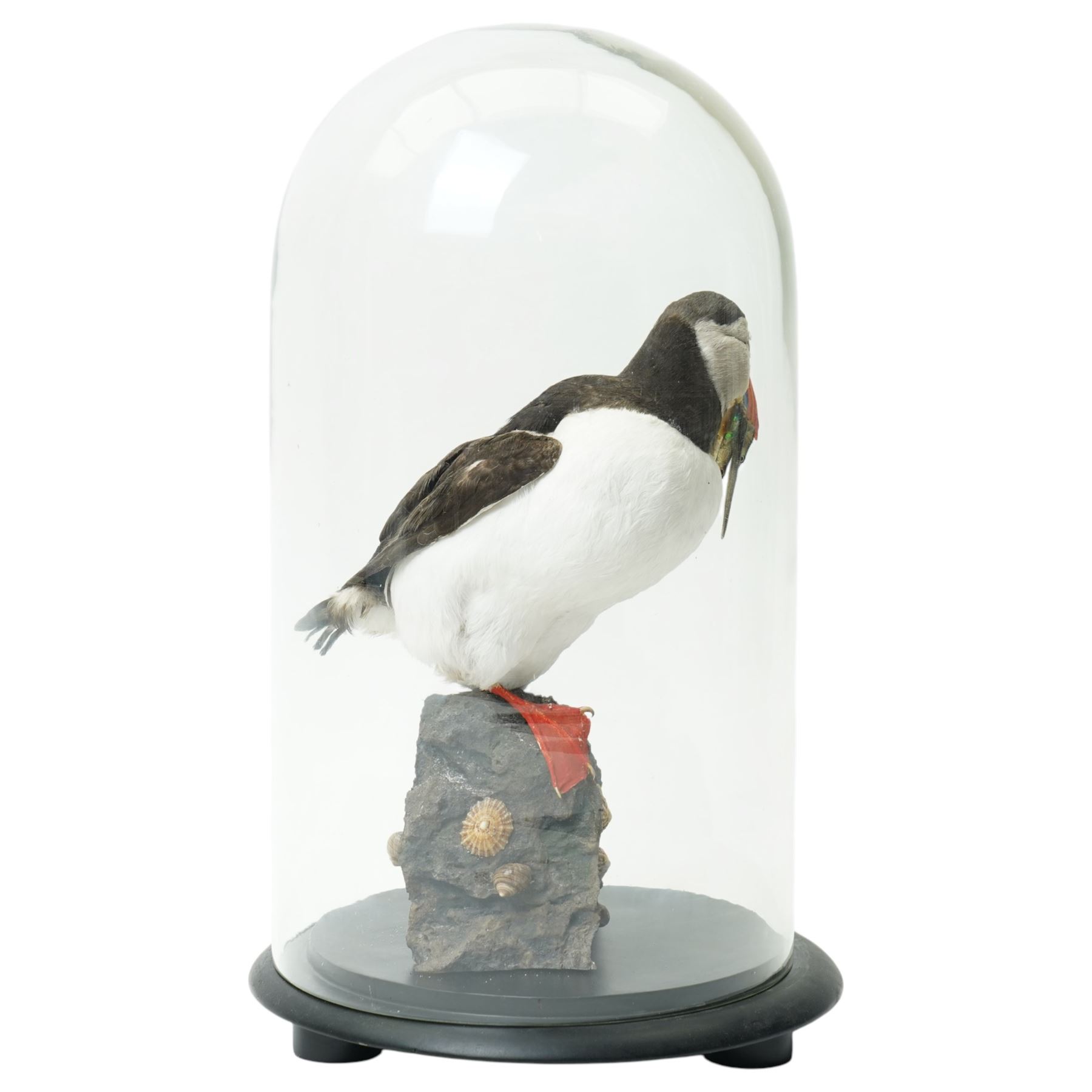 Taxidermy - Study of an Atlantic Puffin (Fratercula arctica) and catch, full adult mount stood upon rocks, in glass case, overall H43cm