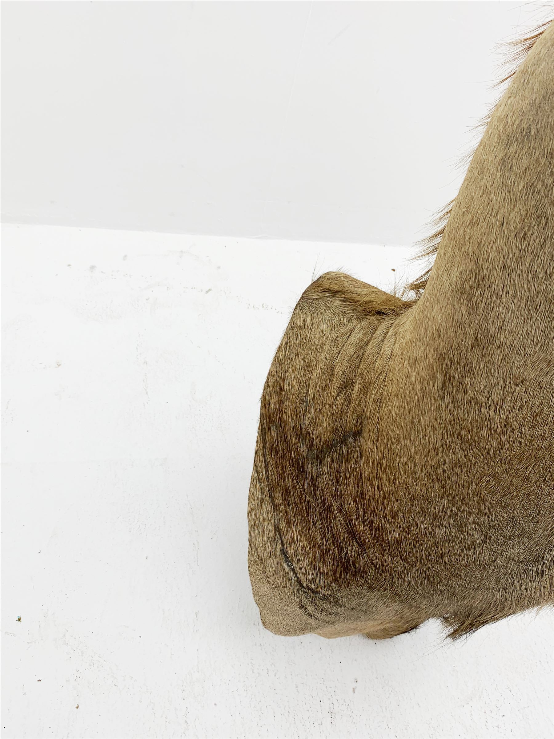 Taxidermy: Greater Kudu (Tragelaphus Strepsiceros), adult male shoulder mount, H170cm