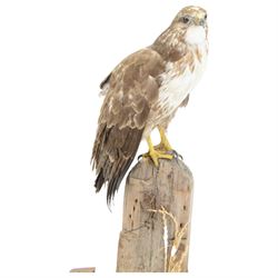 Taxidermy: European Honey Buzzard (Pernis apivorus), full adult mount adult perched atop a fence post, amidst a naturalistic setting on a wooden base, H65cm