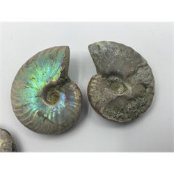 Ten ammonite fossils with nacreous aragonite shells, age; Cretaceous period, location: Madagascar, largest 3cm