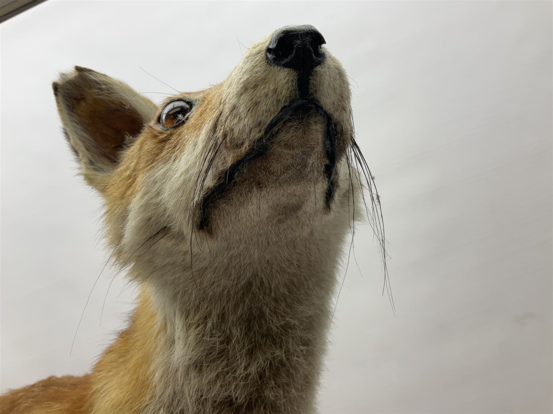 Taxidermy Red Fox Vulpes Vulpes Full Adult Mount Stood Upon A Dry 
