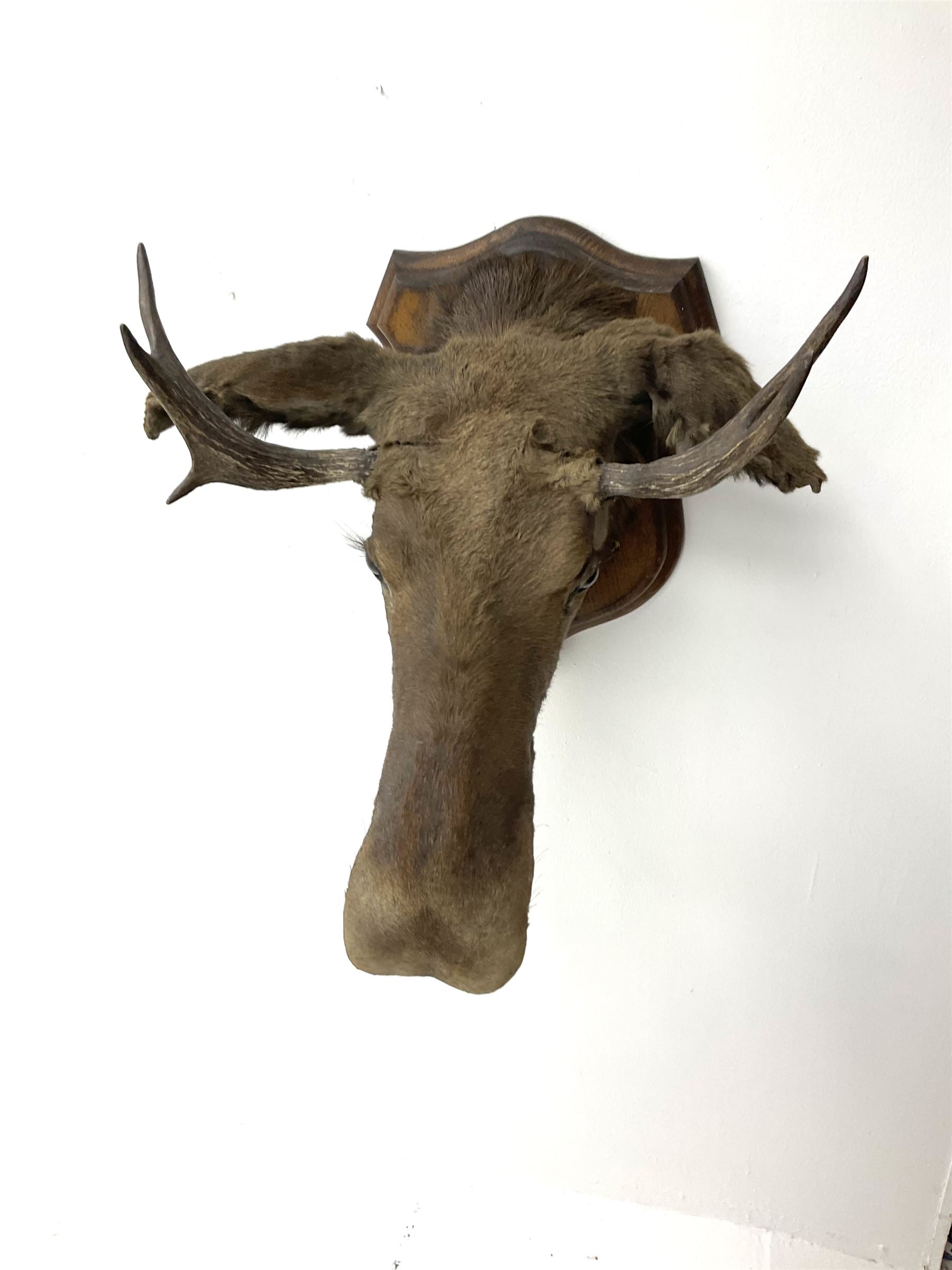 Taxidermy: European Moose (Alces alces), circa September 25th 1876, Norway, young adult male head mount looking straight ahead, mounted upon a wooden double shield, bearing copper shield 'Elk, Norway, A.H.P, Sept 25th 1876'', mount H54.5cm W42.5m, this moose is from the historical collection at Hodnet Hall in Shropshire, home of the Heber family for generations.