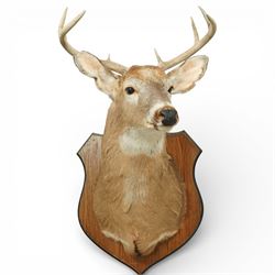 Taxidermy - White-tailed Deer (Odocoileus virginianus), adult male stag shoulder mount loo...
