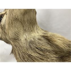 Taxidermy: Red Deer (Cervus elaphus), adult male imperial stag shoulder mount looking straight ahead, ten point antlers, mounted upon a shaped wooden shield, D65cm