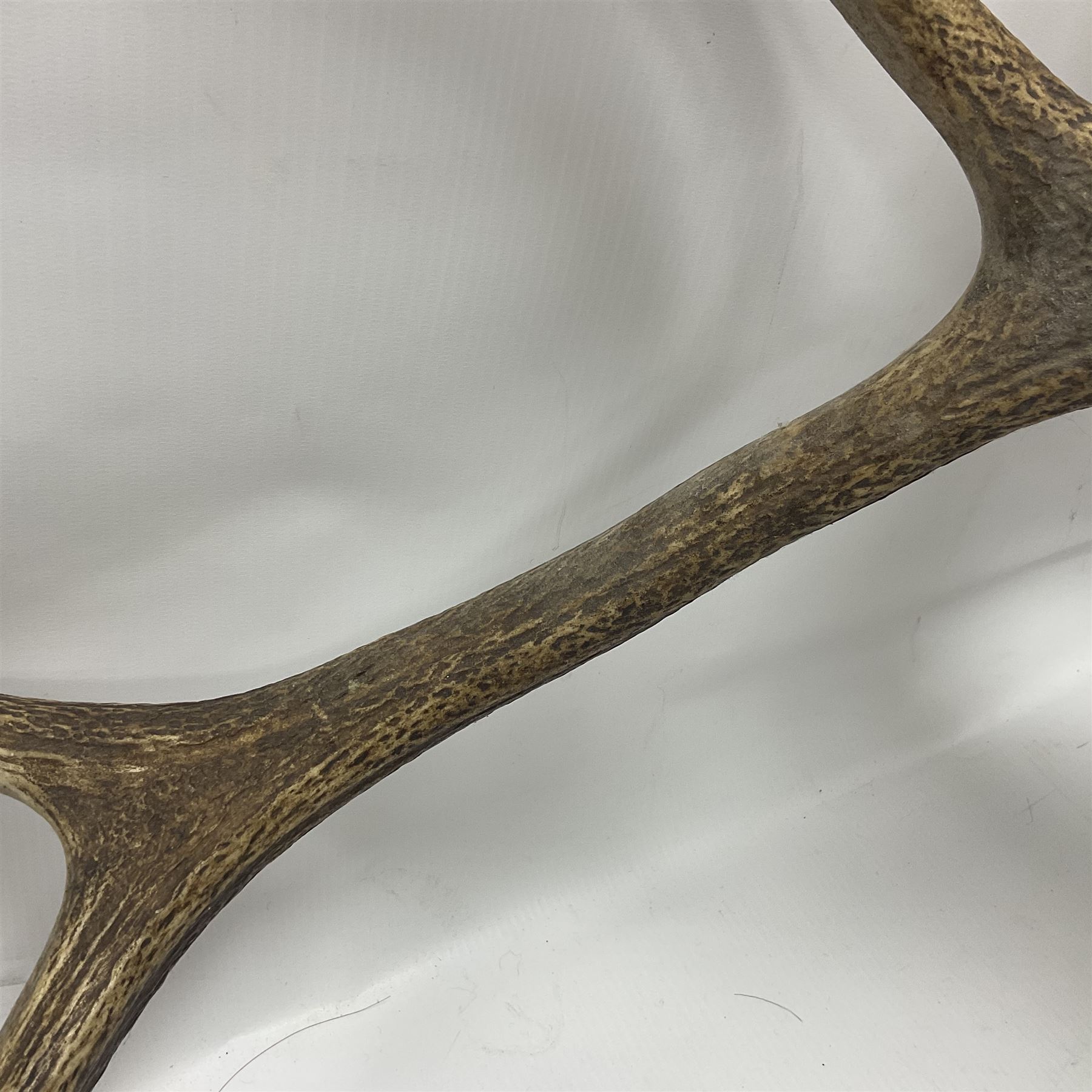 Taxidermy: Red Deer (Cervus elaphus), adult male imperial stag shoulder mount looking straight ahead, eleven point antlers, mounted upon a shaped wooden shield, D65cm