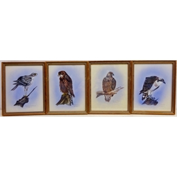  Birds of Prey, four gouache paintings signed, tiled and dated '79 by M.J. Foote (British 20th century) 24.5cm x 19cm (4)  