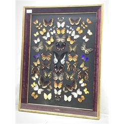 Taxidermy - a framed a glazed collection of Malaysian Butterflies, overall H70.5cm L54.5cm. 