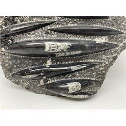 Orthoceras fossil group, age: Devonian period, H33cm, L30cm