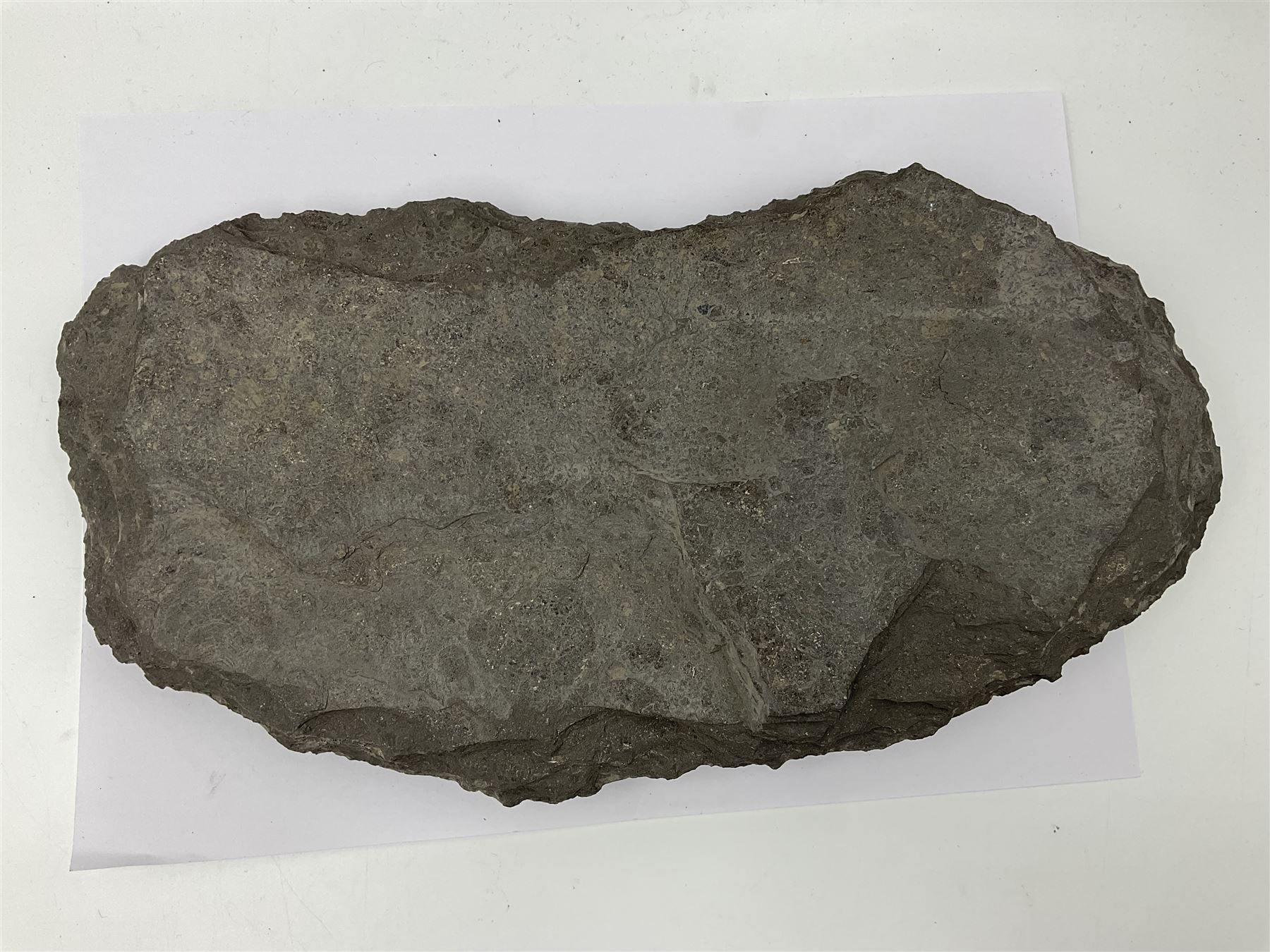 Cleoniceras opalised ammonite upon a slate display matrix, with metal stand, age; Cretaceous period, location; Madagascar, matrix H16cm, L32cm