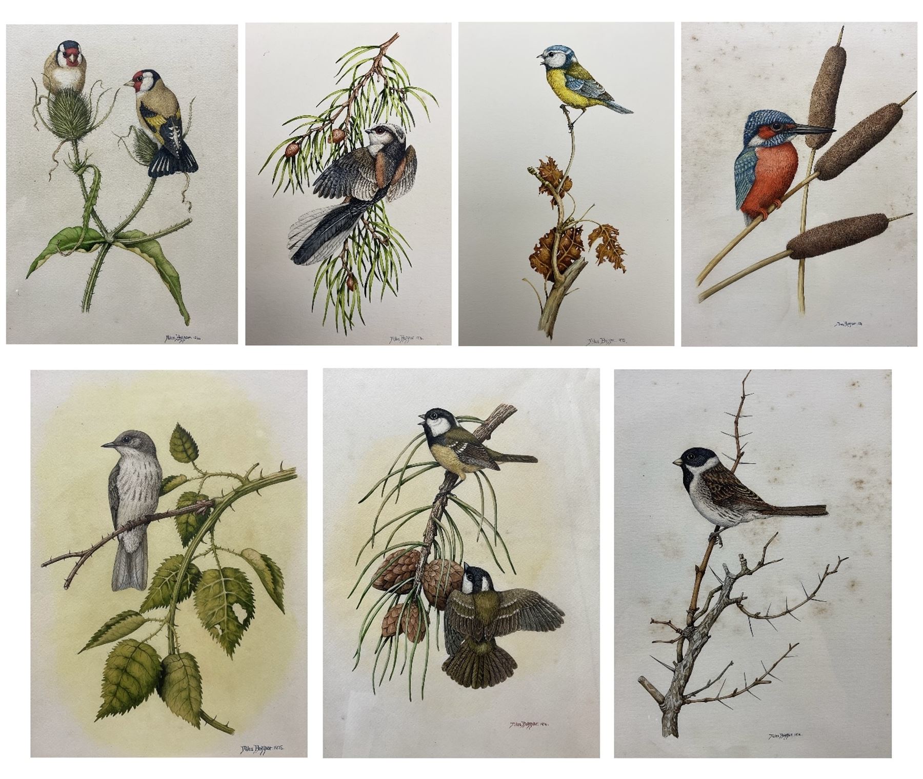 Miles Hopper (British 20th century): Bird Studies, set seven watercolour signed and dated 1974-1978, 30cm x 22cm (7) (two unframed)