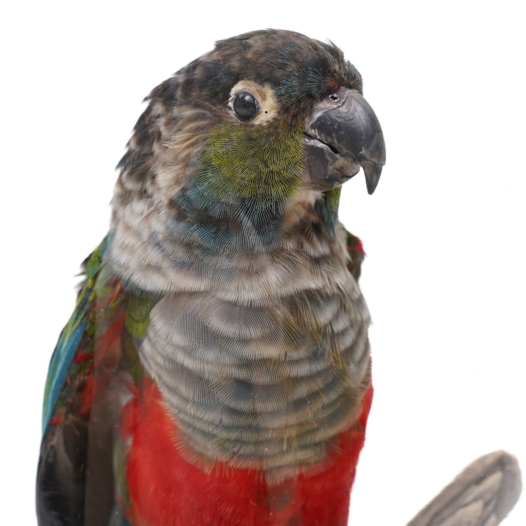 Taxidermy - Crimson-bellied parakeet (Pyrrhura perlata), full adult mount in naturalistic setting, enclosed within modern glass dome and base, overall H31cm 