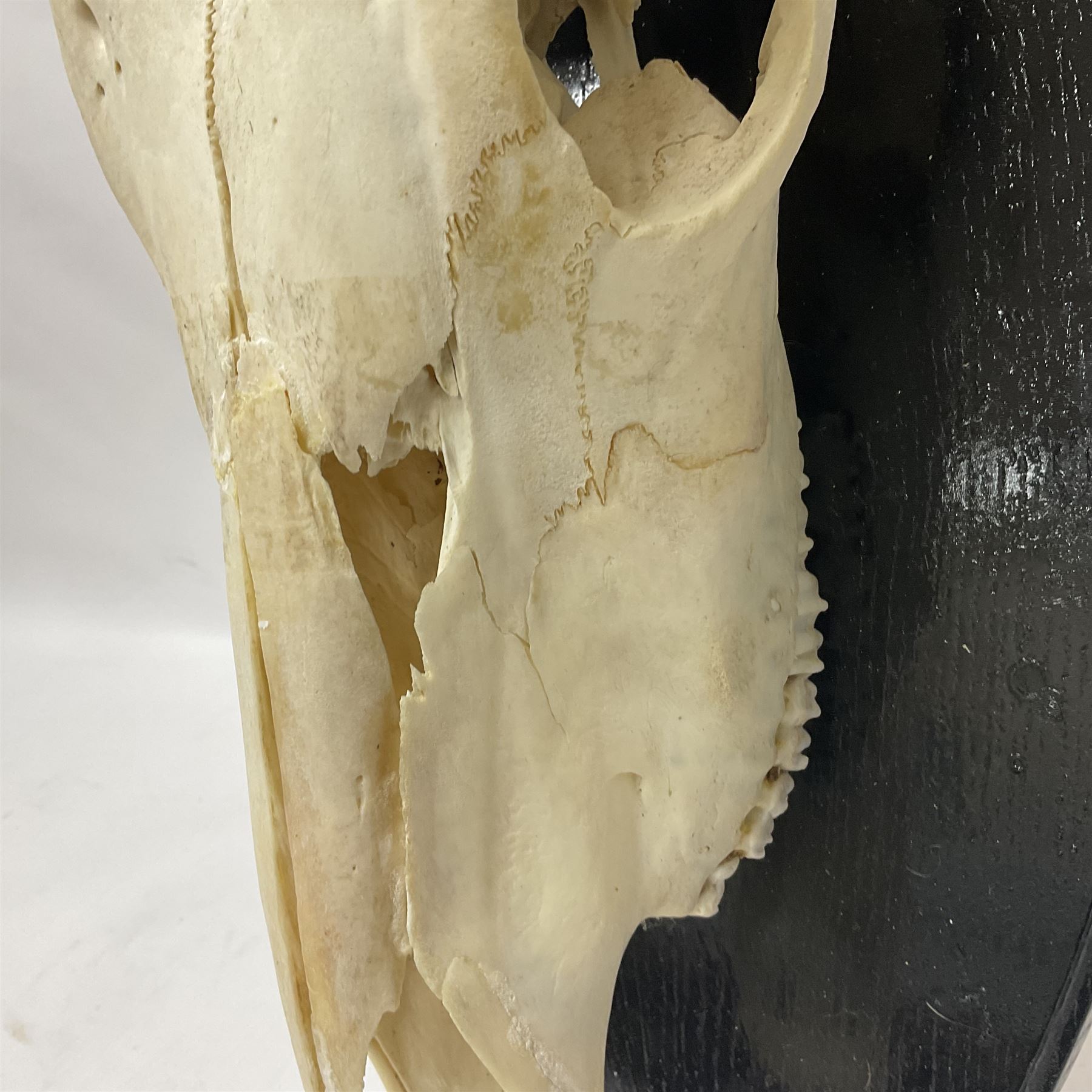 Antlers/Horns: Gemsbok Oryx (Oryx gazella gazella), pair of oryx curved horns on partial skull, mounted on an ebonised shield, H130cm