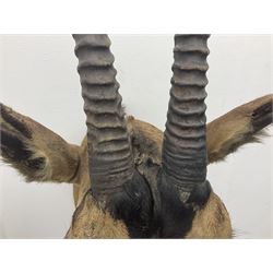 Taxidermy: Fringed-eared oryx (Oryx beisa callotis), circa 1960, by Rowland Ward Ltd,  adult male shoulder mount looking straight ahead, D62cm