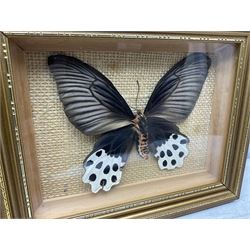 Entomology: Twelve framed displays contain thirteen specimens of tropical moths and butterflies, each mounted within gilt wall hanging picture frames of various sizes, specimens including Morpho Godarti, Caligo idomeneus, Cisseis morpho, Cathosia biblis etc, largest L35cm W30cm 