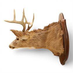 Taxidermy - White-tailed Deer (Odocoileus virginianus), adult male stag shoulder mount looking outward, eight-point antlers mounted on wooden shield, projection from wall 63cm 