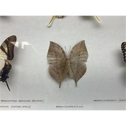 Entomology: framed glazed display of various butterflies, containing fifteen species, including Morpho Catenarius, Kallima Inachus, Papilio Dardanus, trogonoptera brookiana etc, H64cm, W63cm