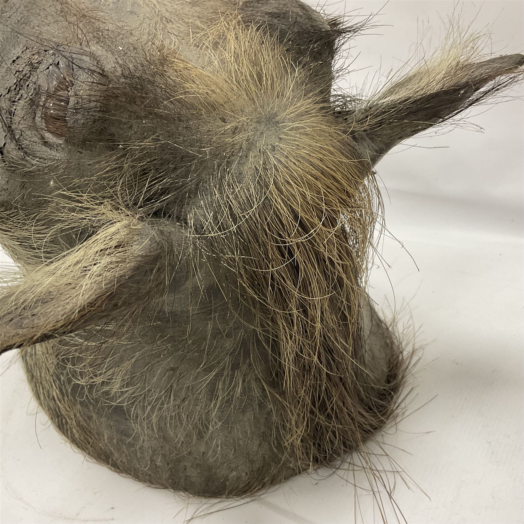 Taxidermy: A Common Warthog (Phacochoerus africanus), a large adult head mount looking straight ahead, D50cm