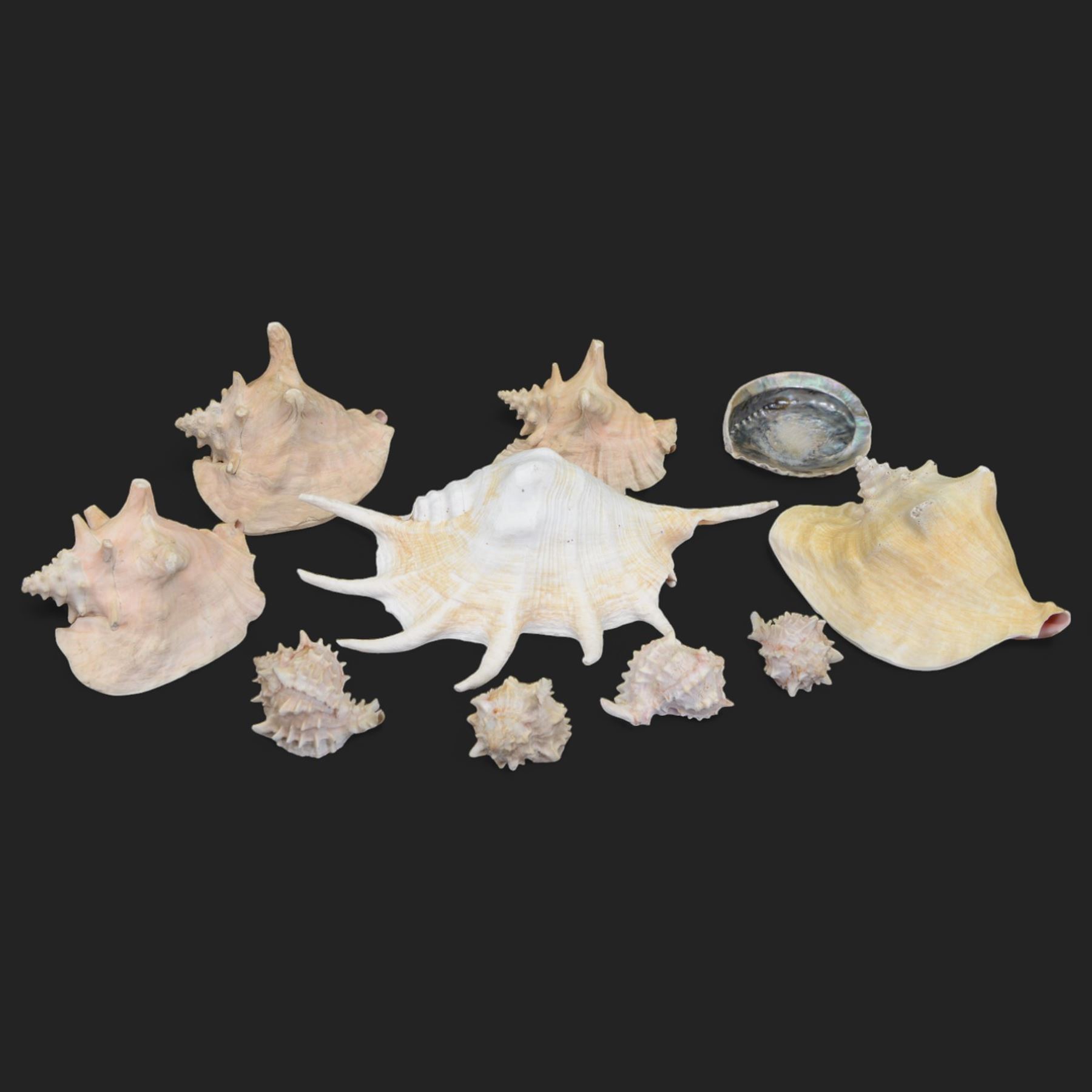 Conchology: including Abalone mother of pearl shell, Lambis shell, four conch shells, and others