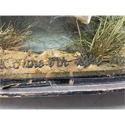 Taxidermy: Brown trout (Salmo trutta), skin mount set above a pebbled river bed with reeds and ferns, against blue painted back drop, enclosed within an ebonised bow-front display case, with 'Costa Beck June 8th 1920, Weight 3 3/4lbs',inscribed to the glass, H31cm, L62cm 