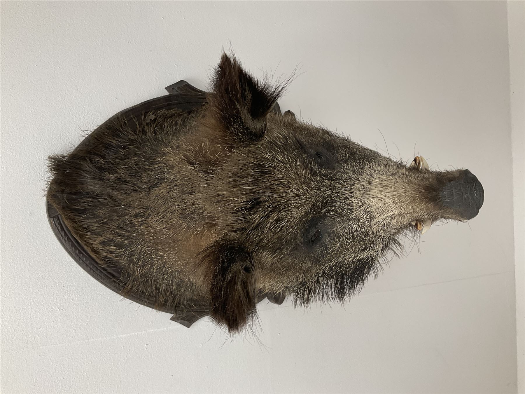 Taxidermy: European Wild Boar (Sus scrofa), adult male shoulder mount looking straight ahead upon an oak carved shield, approximately H67cm