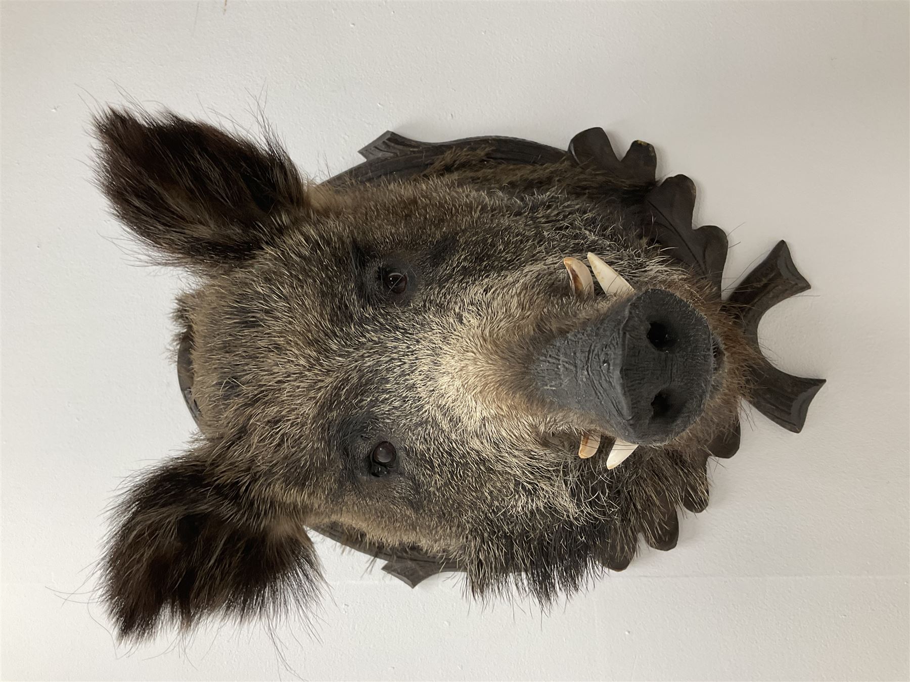 Taxidermy: European Wild Boar (Sus scrofa), adult male shoulder mount looking straight ahead upon an oak carved shield, approximately H67cm