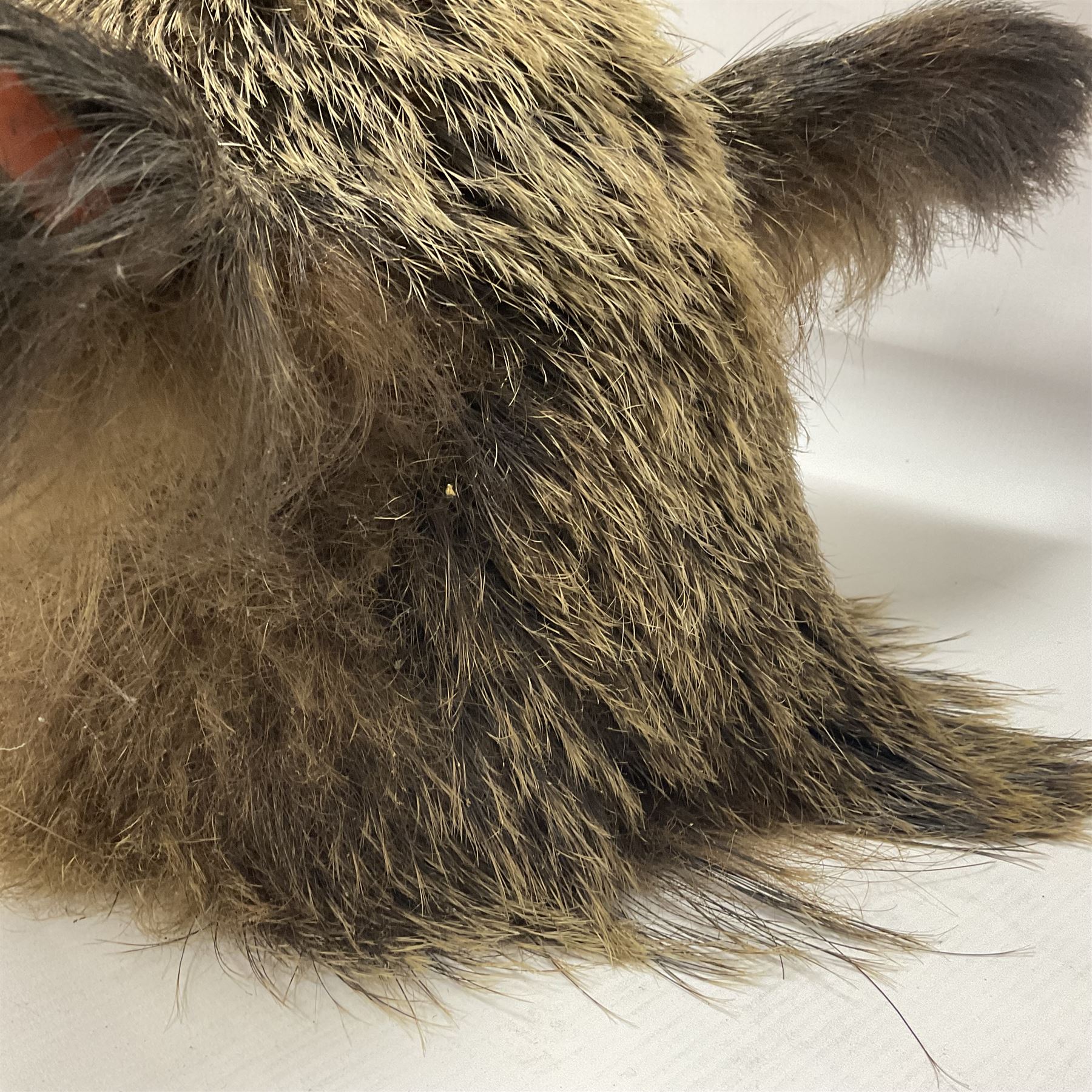 Taxidermy: European Wild Boar (Sus scrofa), adult male shoulder mount looking straight ahead